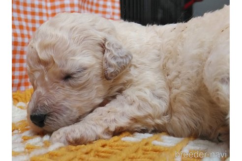 成約済の群馬県のスタンダードプードル-321832の9枚目