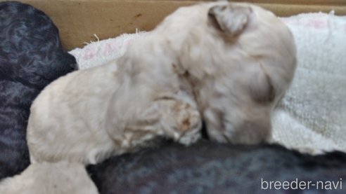 成約済の群馬県のスタンダードプードル-321832の6枚目