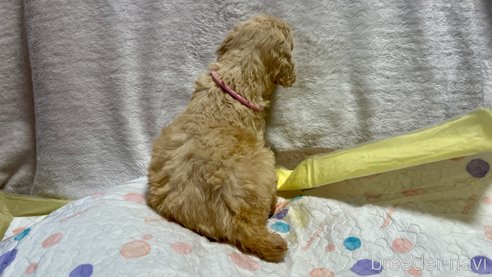 成約済の滋賀県のスタンダードプードル-321585の4枚目