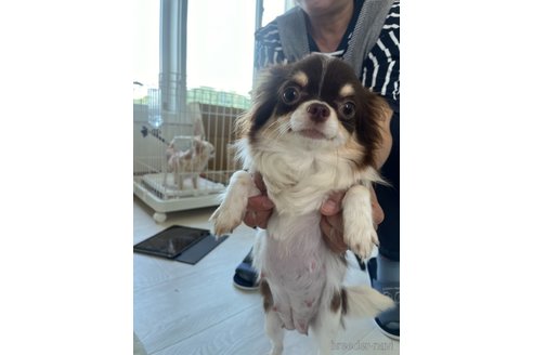 羊ちゃん1枚目