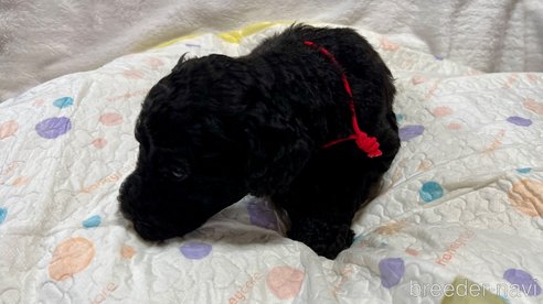 成約済の滋賀県のスタンダードプードル-321619の3枚目