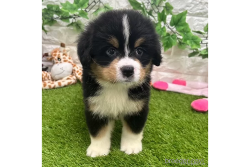 成約済の愛知県のバーニーズマウンテンドッグ-321674の3枚目