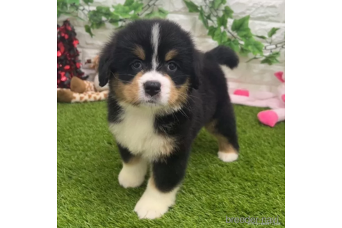 成約済の愛知県のバーニーズマウンテンドッグ-321674の1枚目