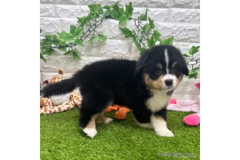 成約済の愛知県のバーニーズマウンテンドッグ-321674の2枚目