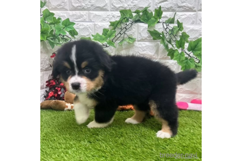 成約済の愛知県のバーニーズマウンテンドッグ-321674の5枚目