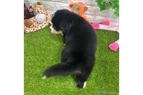 成約済の愛知県のバーニーズマウンテンドッグ-321674の4枚目