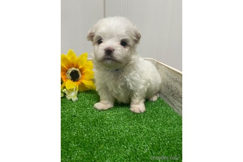 成約済の滋賀県のマルチーズ-319557の32枚目