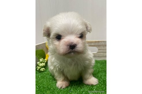 成約済の滋賀県のマルチーズ-319558の23枚目
