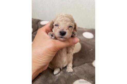 成約済の滋賀県のタイニープードル-319280の12枚目