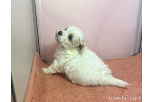 成約済の埼玉県のマルプー:マルチーズ×トイプードル-321684の8枚目