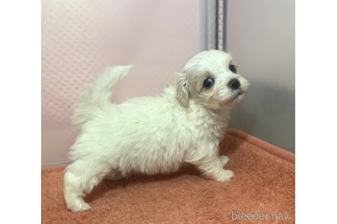 成約済の埼玉県のマルプー:マルチーズ×トイプードル-321684の12枚目