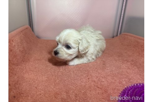 成約済の埼玉県のマルプー:マルチーズ×トイプードル-321691の2枚目