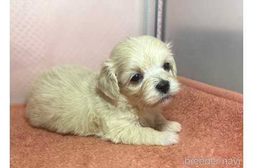 成約済の埼玉県のマルプー:マルチーズ×トイプードル-321691の4枚目
