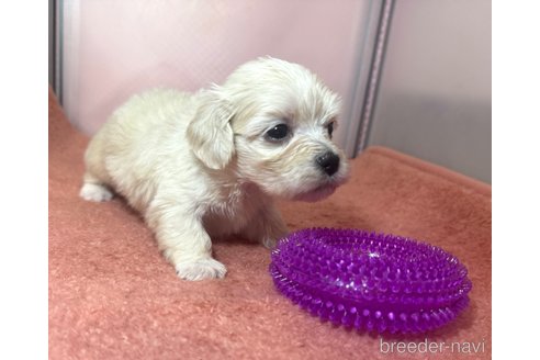 成約済の埼玉県のマルプー:マルチーズ×トイプードル-321691の5枚目