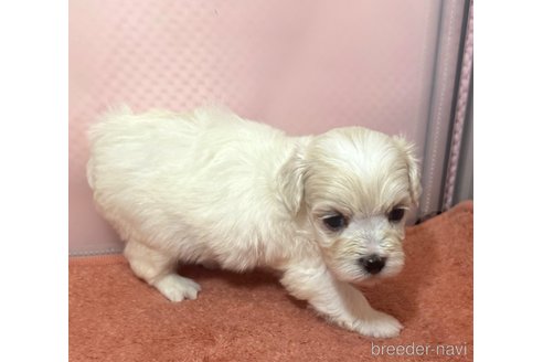 販売中の埼玉県のマルプー:マルチーズ×トイプードル-321693の14枚目