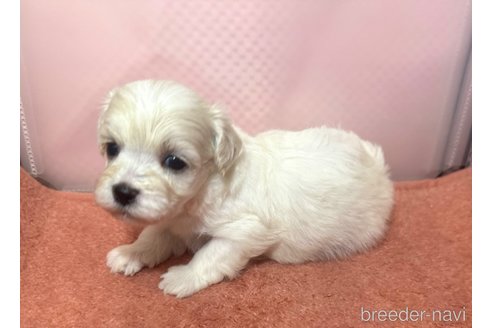 販売中の埼玉県のマルプー:マルチーズ×トイプードル-321693の13枚目