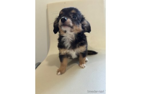 成約済の滋賀県のミックス犬-318362の3枚目