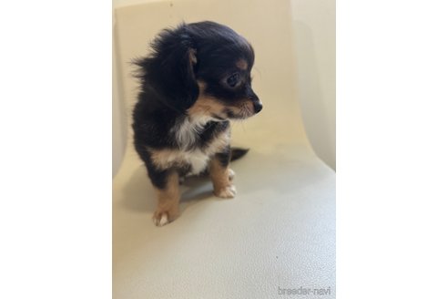 成約済の滋賀県のミックス犬-318362の2枚目
