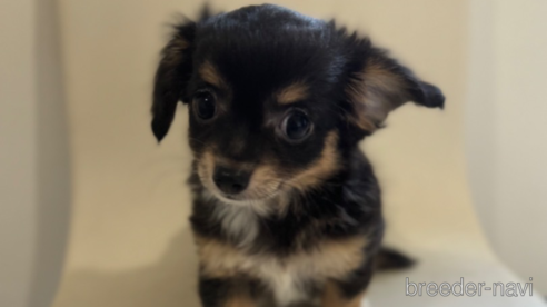 成約済の滋賀県のミックス犬-318362の1枚目