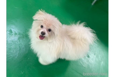 成約済の東京都のミックス犬-291311の3枚目