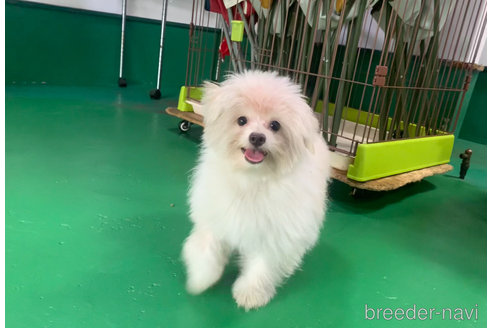 成約済の東京都のミックス犬-291311の2枚目
