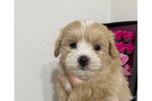 成約済の埼玉県のマルプー:マルチーズ×トイプードル-313179の6枚目