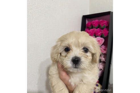 成約済の埼玉県のマルプー:マルチーズ×トイプードル-313180の6枚目