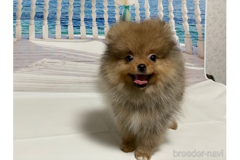 成約済の埼玉県のポメラニアン-310340の9枚目