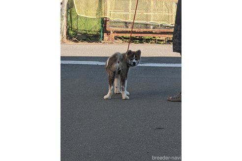 成約済の群馬県の秋田犬-319186の10枚目