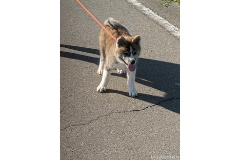 成約済の群馬県の秋田犬-319186の9枚目