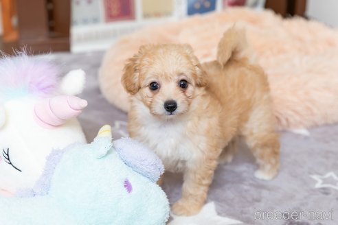 成約済の福岡県のポメプー:ポメラニアン×トイプードル-316283の8枚目