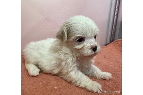 販売中の埼玉県のマルプー:マルチーズ×トイプードル-321736の18枚目