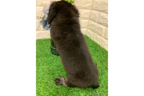成約済の岡山県のミニチュアダックスフンド(ロングヘアード)-321737の9枚目