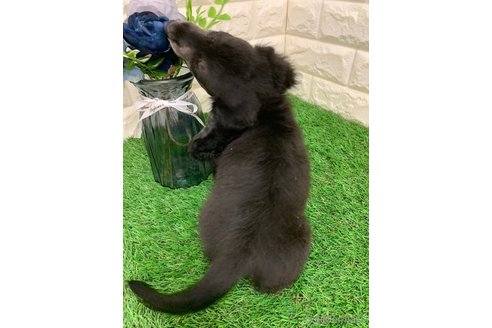 成約済の岡山県のミニチュアダックスフンド(ロングヘアード)-321737の8枚目