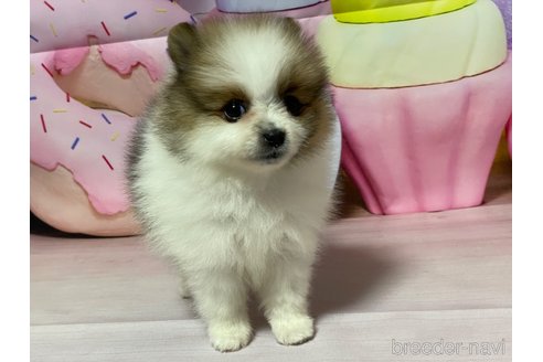 成約済の埼玉県のポメラニアン-321748の10枚目