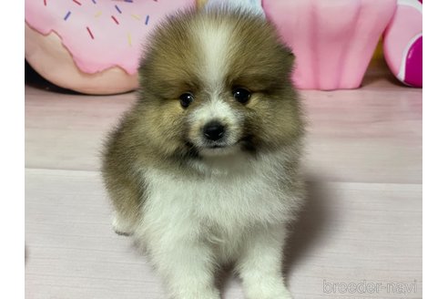 成約済の埼玉県のポメラニアン-321759の7枚目