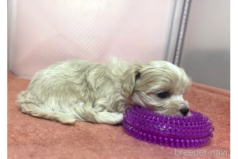 成約済の埼玉県のマルプー:マルチーズ×トイプードル-321767の10枚目