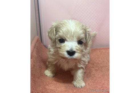 成約済の埼玉県のマルプー:マルチーズ×トイプードル-321767の11枚目
