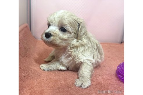 成約済の埼玉県のマルプー:マルチーズ×トイプードル-321767の13枚目