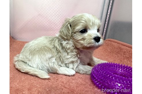 成約済の埼玉県のマルプー:マルチーズ×トイプードル-321767の14枚目