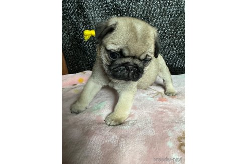 成約済の岡山県のパグ-321762の3枚目
