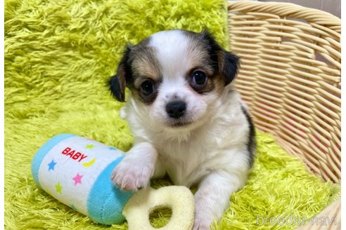 成約済の秋田県のミックス犬-322114の3枚目