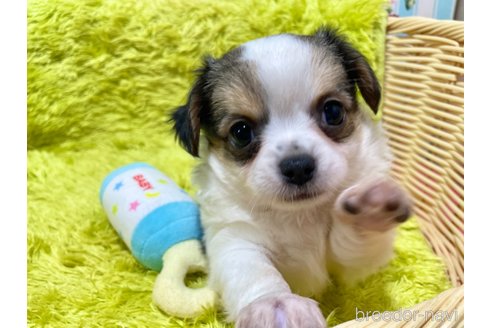 成約済の秋田県のミックス犬-322114の4枚目