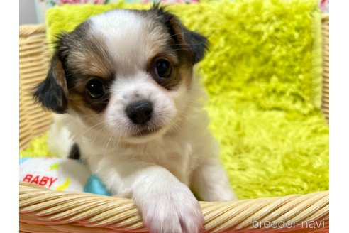 成約済の秋田県のミックス犬-322114の5枚目