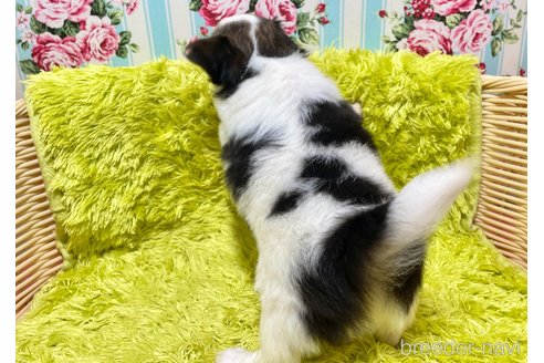 成約済の秋田県のミックス犬-322114の7枚目