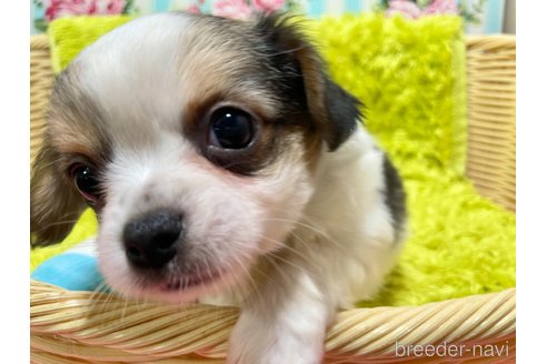 成約済の秋田県のミックス犬-322114の8枚目