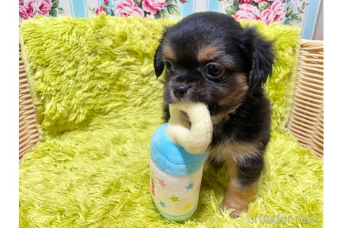 成約済の秋田県のミックス犬-322115の6枚目