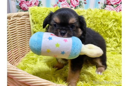 成約済の秋田県のミックス犬-322115の8枚目