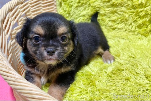 成約済の秋田県のミックス犬-322115の2枚目
