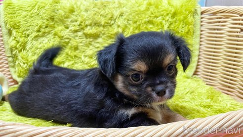 成約済の秋田県のミックス犬-322115の3枚目